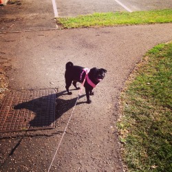 The little lady bug enjoying a walk in the sunshine