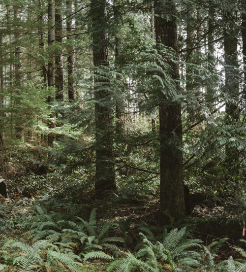 millivedder:Abandoned cabin in the woods