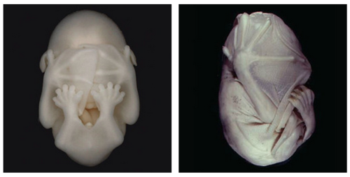 abattoirette:bat embryo