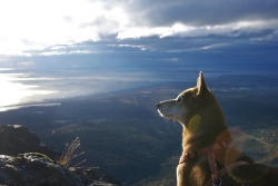 awwww-cute:  My shiba inu and I live in Alaska. Here he is on a walk today acting majestic overlooking the Pacific Ocean 