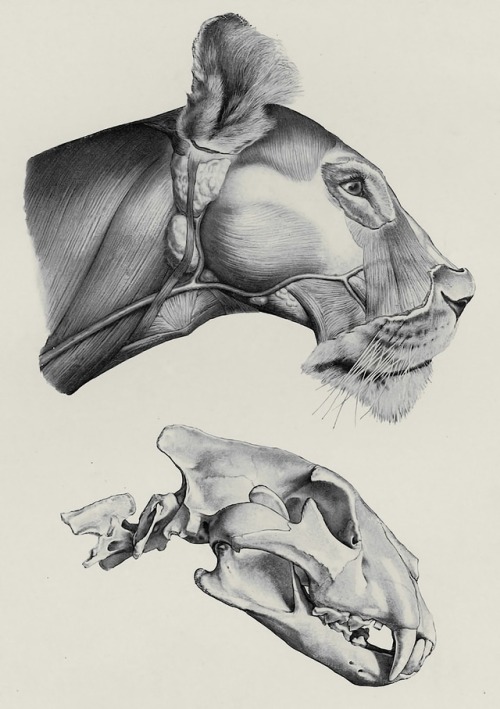 Herman Dittrich - Handbuch der Anatomie der Tiere für Künstler - 1898 - via University of Wisconsin 