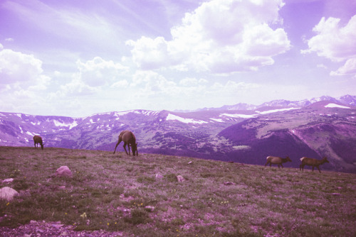 Elk in Rocky Mountain National ParkDan DonnarummaInstagram l Tumblr  