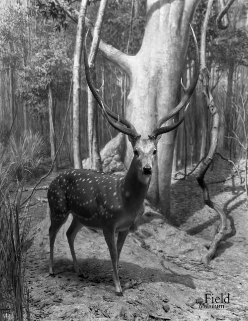 fieldmuseumphotoarchives: Mammal Monday, Chital. This deer commonly inhabits wooded regions of India