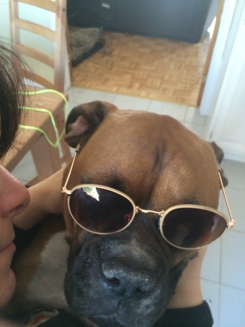 Porn photo phantomgrl:  My dog in sunglasses 