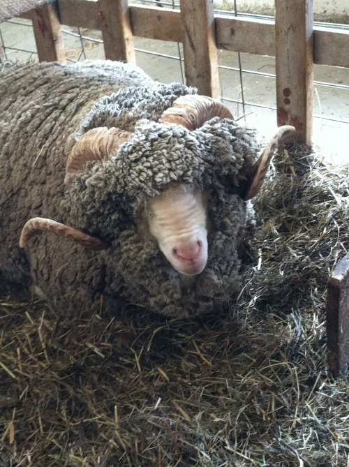 What a nice fuzzy sheep with some exquisite horns!