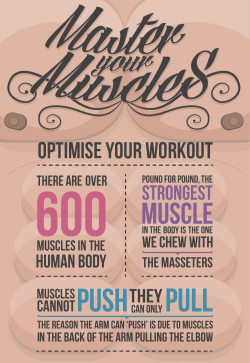 americaninfographic:  Master Your Muscles