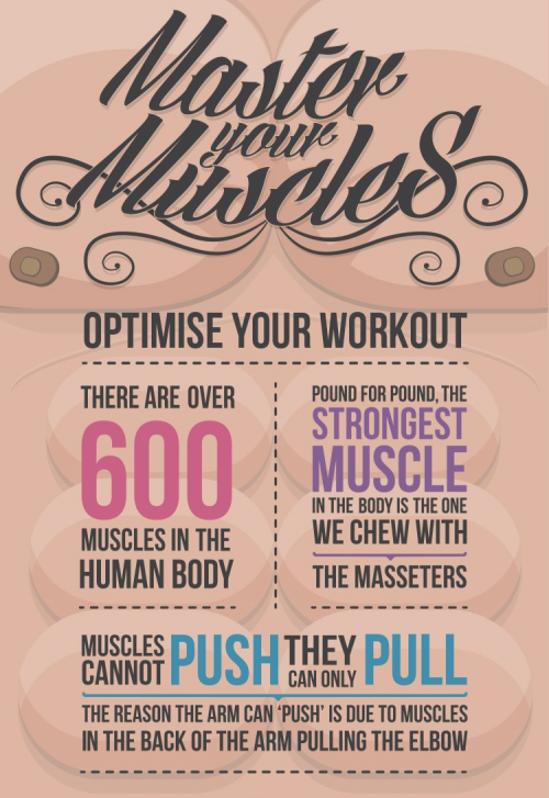 americaninfographic:Master Your Muscles