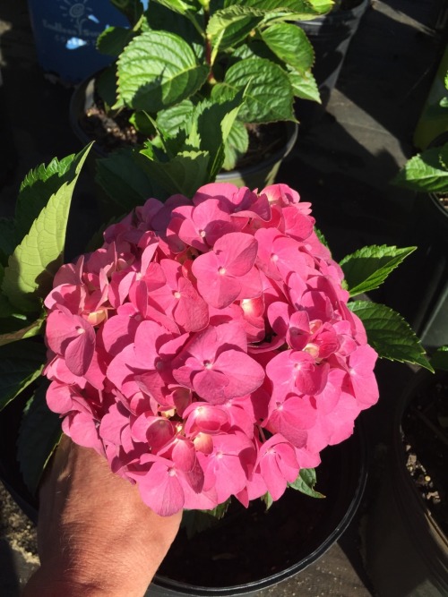 Hydrangea macrophylla &lsquo;Merritt&rsquo;s Supreme&rsquo;