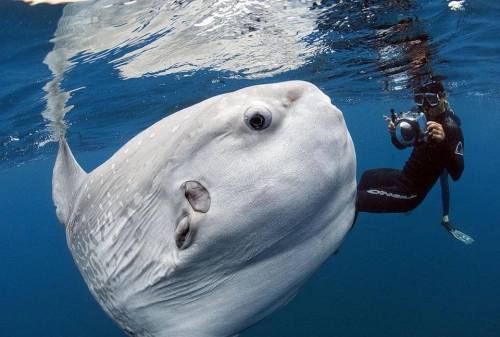 scienceyoucanlove:The ocean sunfish (Mola mola) has an average weight of 2,000 lbs. Photo by Daniel 