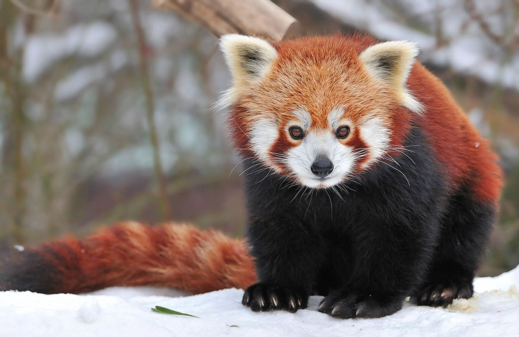 magicalnaturetour:  Two adorable small pandas playing in the snow. Photographer Josef