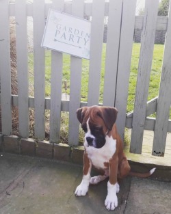 awwww-cute:  He just wanted to go to the garden party (Source: http://ift.tt/2GrAGg2)