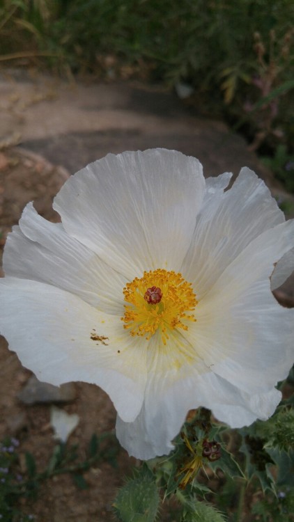 Argemone polyanthemos is in the poppy family Papaveraceae. Commonly known as prickly poppy it is nat