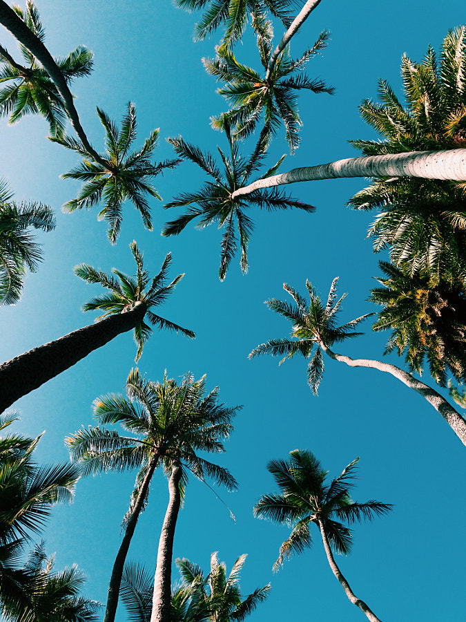 drxgonfly:  Aloha (by Chun Chau)   Photographer’s Instagram | Facebook   