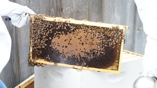 bio-child: My dad was giving me a hard time when we did a hive check for taking so many photographs 