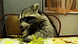 rraaaarrl:  Raccoon Politely Eating Grapes
