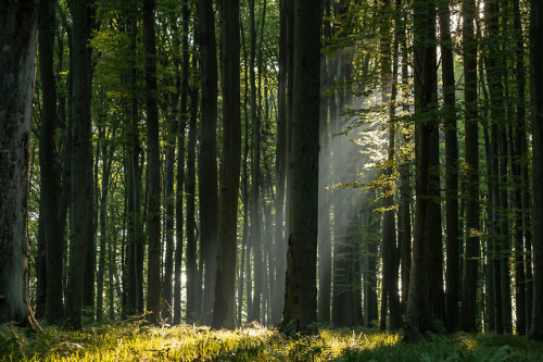 Buczyna Nature Reserve, Przyłęk, PL by Jacek Ksiazek