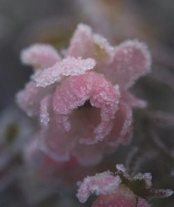 andantegrazioso:Frosted beauties |  katja_marian