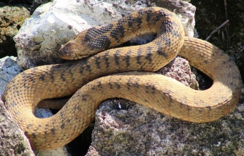 Florida Water Snake (Nerodia fasciata pictiventris) #herping #florida #nature #wildlife #fieldherpin