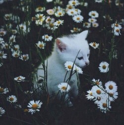 wherewecanfly:  Aww *=* su We Heart It.