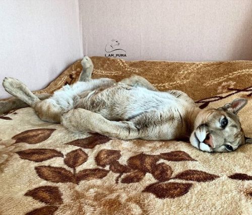Rescue Puma Cant Be Released Into The Wild, Lives His Best Life As A Spoiled House Cat.