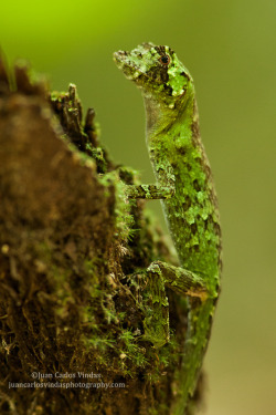 animalkingd0m:  Pug Nosed Anole by Juan Carlos Vindas This is a large anole, It can reach 90mm (3.5 inches). It’s easly recognized by its large size and blunt pug nose. Coloration can vary greatly. It is mostly observed on the ground but have been