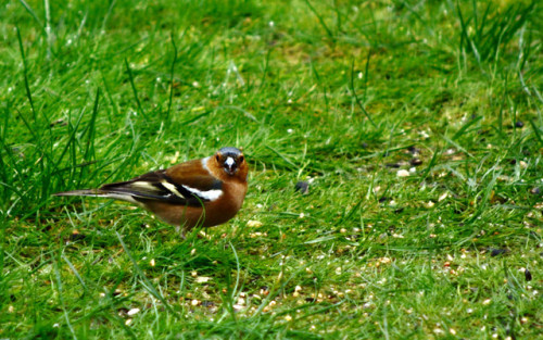 Common Chaffinch, 05/03/17