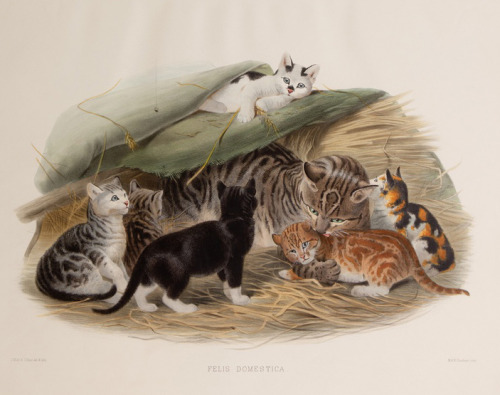 M.J. Wolf, A monograph of the Felidae or family of cats by Daniel Giraud Elliot, 1883. London. Via Teylers Museum.