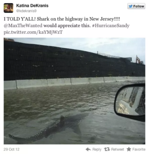 buzzfeed:This shark is a dedicated storm-chaser.