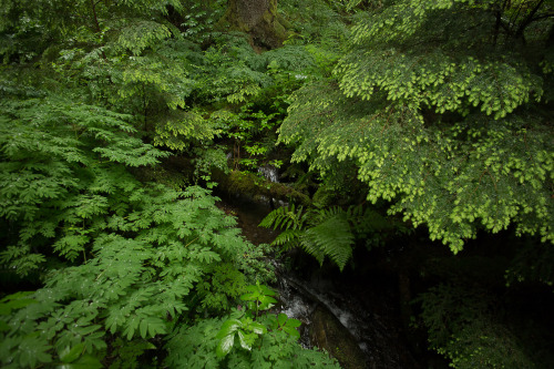 Porn Pics lobo-de-luna: springtime in Western Washington