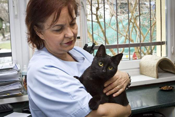 artwoonz:  I will tell you the story of the nurse cat radamenes  Incredible Nurse