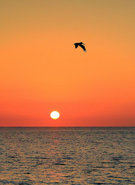 tulipnight:  Albatross Sunset, Rincon, Puerto Rico by Louis O’Halloran on Flickr.