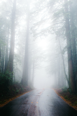 tulipnight:  Into The Fog by Jonathan Gleit