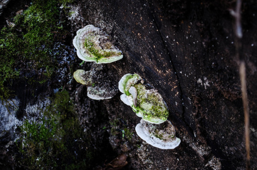 90377: Forest Fungi 3 by Matthew Salas on Flickr.