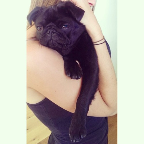 Ohh mysterious girl, I wanna get close to you.. Sunday’s are for snoozy cuddles with humans #cuddlebug #Gloriathepug