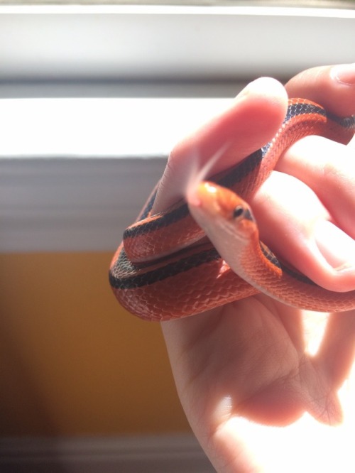 snake-candy:snake-candy:Some bonus pics of my Thai red bamboo ratsnake. I’m down to two names I can’