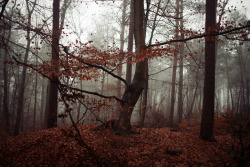 darkface:  (by Heiner Luepke) 