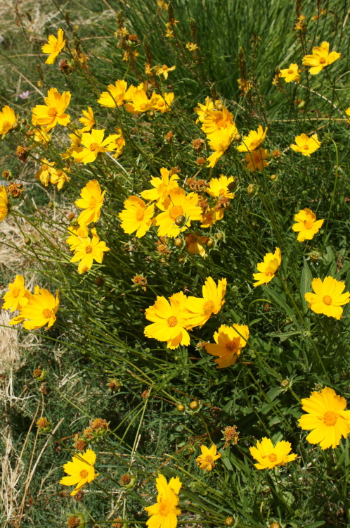 flora-file:
“Flowers in the School Garden - July 5, 2014 (by flora-file)
”