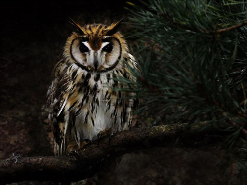 owlsday:Striped Owl