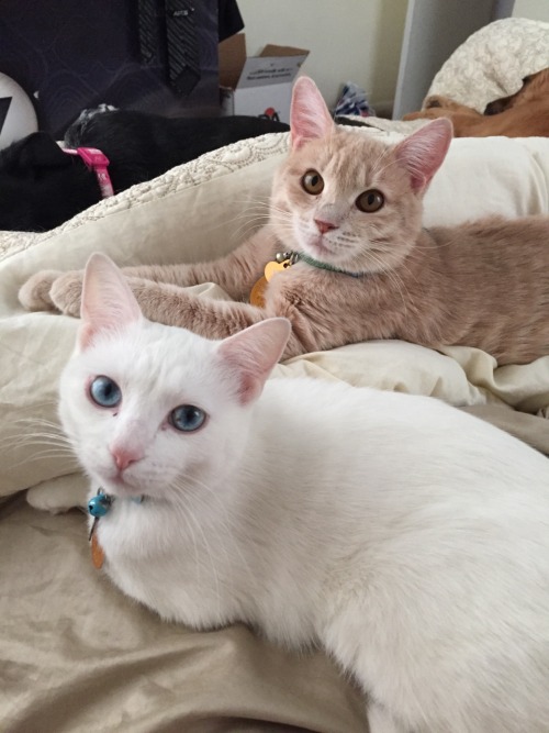 derpycats:  Melody (white), Leeloo (blonde), O'Malley (grey), Ruby (black)