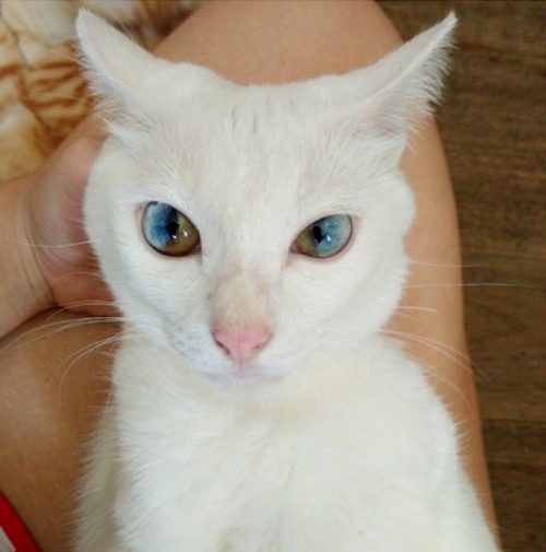 variablejabberwocky:mymodernmet:Gorgeous Cat Has Magically Beautiful Eyes That Are Each Two Differen