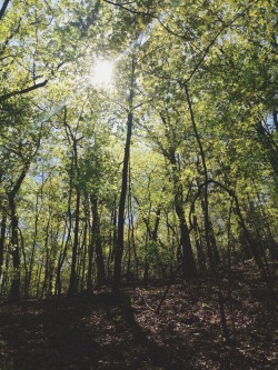 eartheld:  On the trail to Amicalola Falls, Georgia. A nice, short adventure, but I’m planning to come back in two weeks for a backpacking weekend with my father I’m so pumped!!