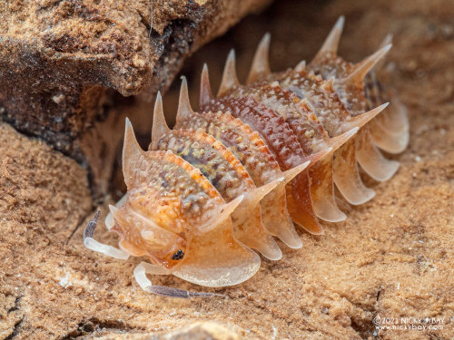 onenicebugperday: Isopod Portraits by Nicky Bay // Website // FacebookPhotos shared with permission;