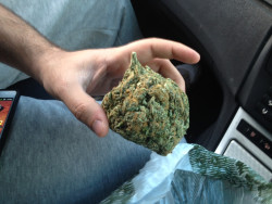 stoned-moaning-myrtle:  potculture:  “A whole ounce in 1 nugget!” ©  H OLY 