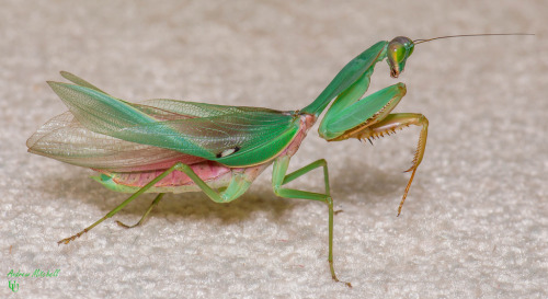 asylum-art-2:Earth Aliens: Top 10 Coolest Species of Praying MantisMantodea (or mantises) is an orde