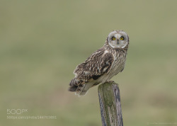 hariesvander:  Short-eared Owl 