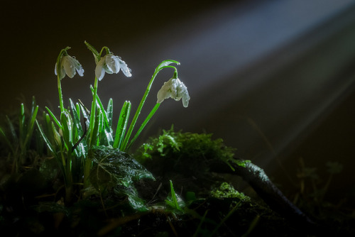 Breaking Through by jellyfire on Flickr.