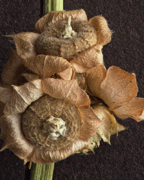 Malva parviflora, the cheeseweed mallow, is a weed from the mallow family (Malvaceae) which originat