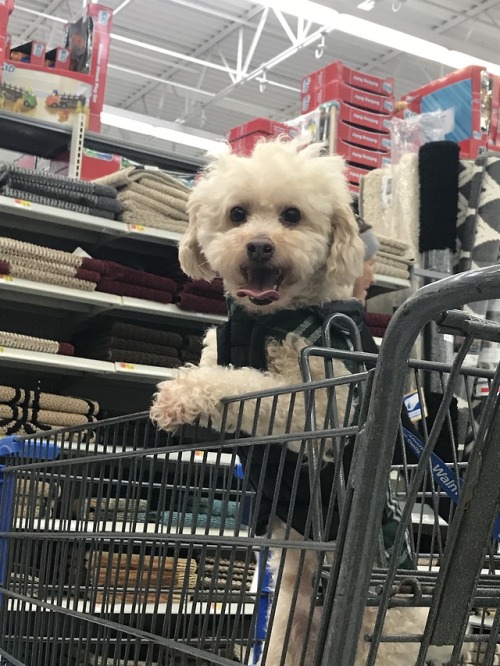 sprattattack27:Best boy Phin