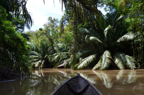 maxandthespidersfrommars:  Just a friendly reminder i canoed through a rainforest this summer