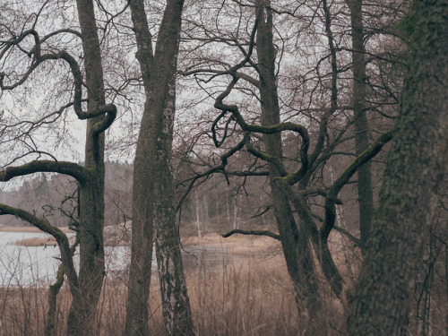 Treeline in Jollas, Helsinki, Finland. November 2018.